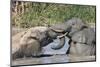 African Elephants (Loxodonta Africana) Playing in Hapoor Waterhole-Ann and Steve Toon-Mounted Photographic Print