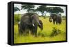 African Elephants (Loxodonta Africana), Queen Elizabeth National Park, Uganda, East Africa, Africa-Michael Runkel-Framed Stretched Canvas