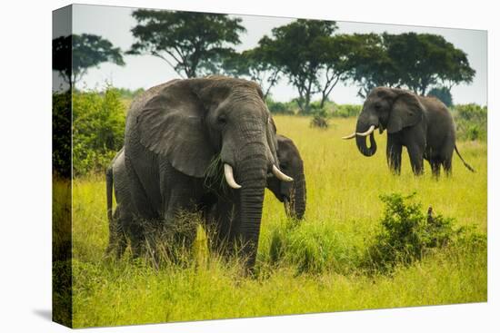 African Elephants (Loxodonta Africana), Queen Elizabeth National Park, Uganda, East Africa, Africa-Michael Runkel-Stretched Canvas