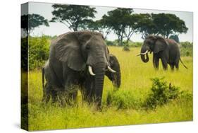 African Elephants (Loxodonta Africana), Queen Elizabeth National Park, Uganda, East Africa, Africa-Michael Runkel-Stretched Canvas