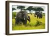 African Elephants (Loxodonta Africana), Queen Elizabeth National Park, Uganda, East Africa, Africa-Michael Runkel-Framed Photographic Print