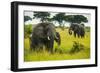 African Elephants (Loxodonta Africana), Queen Elizabeth National Park, Uganda, East Africa, Africa-Michael Runkel-Framed Photographic Print