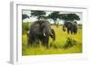 African Elephants (Loxodonta Africana), Queen Elizabeth National Park, Uganda, East Africa, Africa-Michael Runkel-Framed Photographic Print