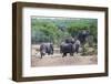 African Elephants (Loxodonta Africana), Queen Elizabeth National Park, Uganda, East Africa, Africa-Michael Runkel-Framed Photographic Print