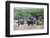 African Elephants (Loxodonta Africana), Queen Elizabeth National Park, Uganda, East Africa, Africa-Michael Runkel-Framed Photographic Print