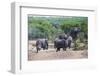 African Elephants (Loxodonta Africana), Queen Elizabeth National Park, Uganda, East Africa, Africa-Michael Runkel-Framed Photographic Print