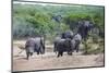 African Elephants (Loxodonta Africana), Queen Elizabeth National Park, Uganda, East Africa, Africa-Michael Runkel-Mounted Photographic Print