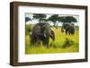 African Elephants (Loxodonta Africana), Queen Elizabeth National Park, Uganda, East Africa, Africa-Michael Runkel-Framed Photographic Print