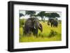 African Elephants (Loxodonta Africana), Queen Elizabeth National Park, Uganda, East Africa, Africa-Michael Runkel-Framed Photographic Print