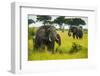 African Elephants (Loxodonta Africana), Queen Elizabeth National Park, Uganda, East Africa, Africa-Michael Runkel-Framed Photographic Print