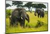 African Elephants (Loxodonta Africana), Queen Elizabeth National Park, Uganda, East Africa, Africa-Michael Runkel-Mounted Photographic Print