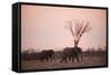 African Elephants (Loxodonta Africana), Savuti, Chobe National Park, Botswana, Africa-Sergio Pitamitz-Framed Stretched Canvas