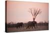 African Elephants (Loxodonta Africana), Savuti, Chobe National Park, Botswana, Africa-Sergio Pitamitz-Stretched Canvas