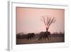 African Elephants (Loxodonta Africana), Savuti, Chobe National Park, Botswana, Africa-Sergio Pitamitz-Framed Photographic Print