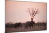 African Elephants (Loxodonta Africana), Savuti, Chobe National Park, Botswana, Africa-Sergio Pitamitz-Mounted Photographic Print