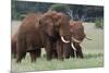 African elephants, Loxodonta africana, Tsavo, Kenya.-Sergio Pitamitz-Mounted Premium Photographic Print