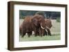 African elephants, Loxodonta africana, Tsavo, Kenya.-Sergio Pitamitz-Framed Photographic Print