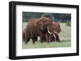 African elephants, Loxodonta africana, Tsavo, Kenya.-Sergio Pitamitz-Framed Photographic Print