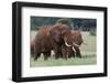 African elephants, Loxodonta africana, Tsavo, Kenya.-Sergio Pitamitz-Framed Photographic Print