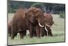 African elephants, Loxodonta africana, Tsavo, Kenya.-Sergio Pitamitz-Mounted Photographic Print