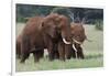 African elephants, Loxodonta africana, Tsavo, Kenya.-Sergio Pitamitz-Framed Photographic Print