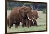 African elephants, Loxodonta africana, Tsavo, Kenya.-Sergio Pitamitz-Framed Photographic Print