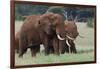 African elephants, Loxodonta africana, Tsavo, Kenya.-Sergio Pitamitz-Framed Photographic Print