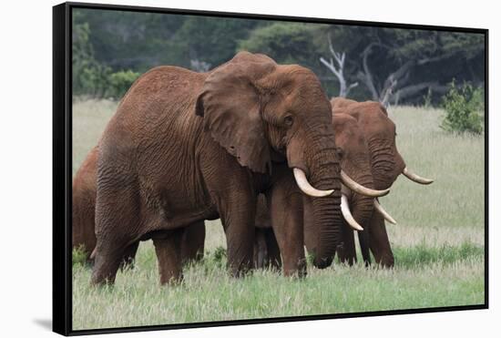 African elephants, Loxodonta africana, Tsavo, Kenya.-Sergio Pitamitz-Framed Stretched Canvas