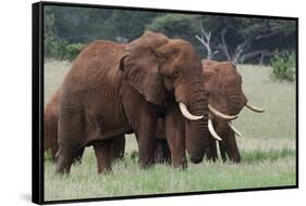 African elephants, Loxodonta africana, Tsavo, Kenya.-Sergio Pitamitz-Framed Stretched Canvas