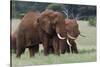 African elephants, Loxodonta africana, Tsavo, Kenya.-Sergio Pitamitz-Stretched Canvas