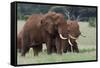 African elephants, Loxodonta africana, Tsavo, Kenya.-Sergio Pitamitz-Framed Stretched Canvas