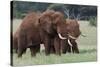 African elephants, Loxodonta africana, Tsavo, Kenya.-Sergio Pitamitz-Stretched Canvas