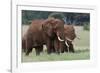 African elephants, Loxodonta africana, Tsavo, Kenya.-Sergio Pitamitz-Framed Photographic Print