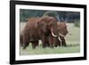 African elephants, Loxodonta africana, Tsavo, Kenya.-Sergio Pitamitz-Framed Photographic Print