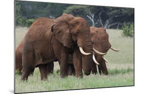 African elephants, Loxodonta africana, Tsavo, Kenya.-Sergio Pitamitz-Mounted Photographic Print