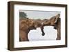 African elephants (Loxodonta africana) wrestling, Zimanga private game reserve, KwaZulu-Natal, Sout-Ann and Steve Toon-Framed Photographic Print