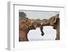 African elephants (Loxodonta africana) wrestling, Zimanga private game reserve, KwaZulu-Natal, Sout-Ann and Steve Toon-Framed Photographic Print