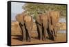 African elephants (Loxodonta africana), Zimanga game reserve, KwaZulu-Natal-Ann and Steve Toon-Framed Stretched Canvas