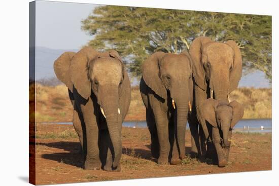 African elephants (Loxodonta africana), Zimanga game reserve, KwaZulu-Natal-Ann and Steve Toon-Stretched Canvas