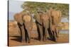 African elephants (Loxodonta africana), Zimanga game reserve, KwaZulu-Natal-Ann and Steve Toon-Stretched Canvas