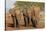 African elephants (Loxodonta africana), Zimanga game reserve, KwaZulu-Natal-Ann and Steve Toon-Stretched Canvas