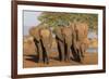 African elephants (Loxodonta africana), Zimanga game reserve, KwaZulu-Natal-Ann and Steve Toon-Framed Photographic Print