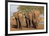 African elephants (Loxodonta africana), Zimanga game reserve, KwaZulu-Natal-Ann and Steve Toon-Framed Photographic Print