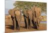 African elephants (Loxodonta africana), Zimanga game reserve, KwaZulu-Natal-Ann and Steve Toon-Mounted Photographic Print