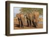 African elephants (Loxodonta africana), Zimanga game reserve, KwaZulu-Natal-Ann and Steve Toon-Framed Photographic Print