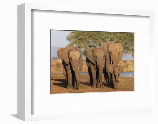 African elephants (Loxodonta africana), Zimanga game reserve, KwaZulu-Natal-Ann and Steve Toon-Framed Photographic Print