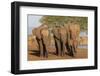 African elephants (Loxodonta africana), Zimanga game reserve, KwaZulu-Natal-Ann and Steve Toon-Framed Photographic Print