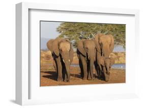 African elephants (Loxodonta africana), Zimanga game reserve, KwaZulu-Natal-Ann and Steve Toon-Framed Photographic Print