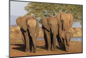 African elephants (Loxodonta africana), Zimanga game reserve, KwaZulu-Natal-Ann and Steve Toon-Mounted Photographic Print