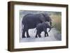 African Elephants, Loxodonta. Queen Elizabeth National Park, Uganda-Nathan Dappen-Framed Photographic Print